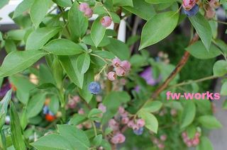 bleu berry.jpg
