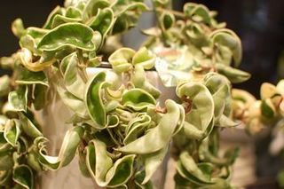 hoya-2.jpg