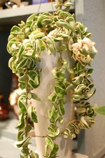 hoya.jpg