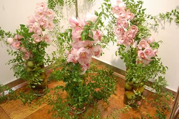 orchid-t.jpg