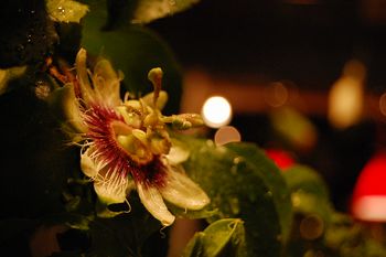 passion fruits.jpg