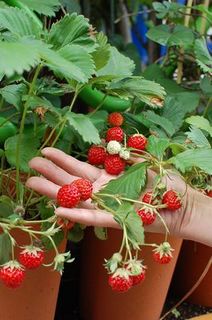 strawberry.jpg
